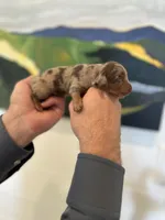 Rose , a female Miniature Dachshund for sale in Belmont, NC – 2 of 3