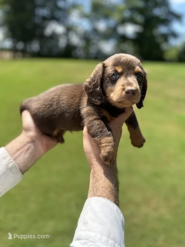 Tank  – Miniature Dachshund puppy for sale in Belmont, NC