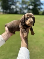 Tank , a male Miniature Dachshund for sale in Belmont, NC – 1 of 4