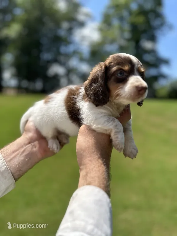 Wylie  – Miniature Dachshund puppy for sale in Belmont, NC