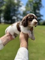 Wylie , a male Miniature Dachshund for sale in Belmont, NC – 1 of 3