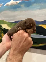 Toby , a male Miniature Dachshund for sale in Belmont, NC – 3 of 4
