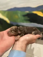 Prince, a male Miniature Dachshund for sale in Belmont, NC – 3 of 6