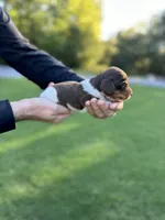 Moose-Trax , a male Miniature Dachshund for sale in Belmont, NC – 3 of 3