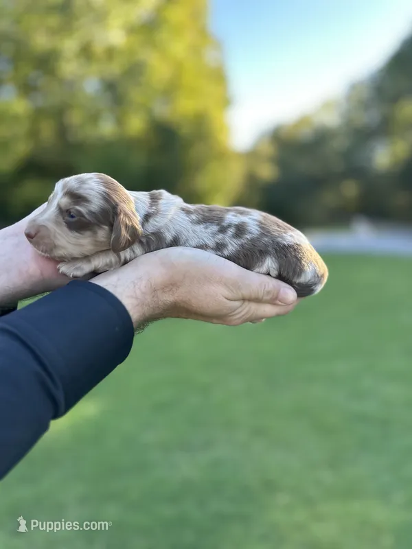 Prince  – Miniature Dachshund puppy for sale in Belmont, NC