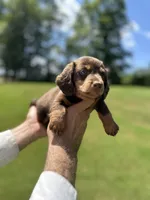 Tank , a male Miniature Dachshund for sale in Belmont, NC – 3 of 4