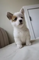 Bella, a female Pembroke Welsh Corgi for sale in Belmont, NC – Photo 2 of 8