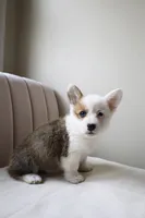 Bella, a female Pembroke Welsh Corgi for sale in Belmont, NC – Photo 8 of 8