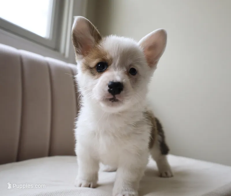 Bella – Pembroke Welsh Corgi puppy for sale in Belmont, NC
