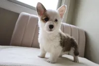 Bella, a female Pembroke Welsh Corgi for sale in Belmont, NC – Photo 5 of 8