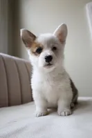 Bella, a female Pembroke Welsh Corgi for sale in Belmont, NC – Photo 6 of 8