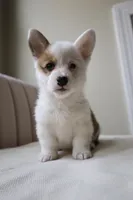 Bella, a female Pembroke Welsh Corgi for sale in Belmont, NC – Photo 3 of 8