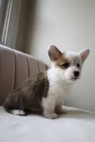 Bella, a female Pembroke Welsh Corgi for sale in Belmont, NC – Photo 7 of 8