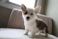 Bella, a female Pembroke Welsh Corgi for sale in Belmont, NC – Photo 4 of 8