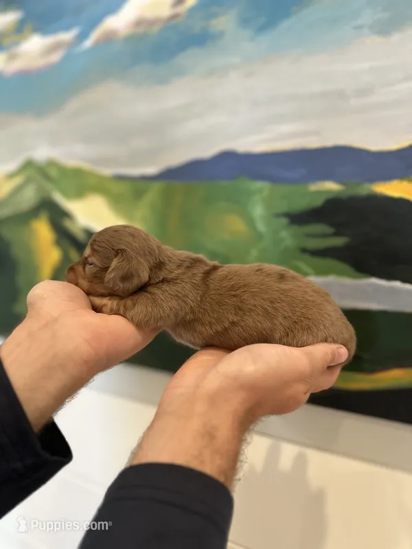 Scooter – Miniature Dachshund puppy for sale in Belmont, NC