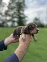 Moose , a male Miniature Dachshund for sale in Belmont, NC – 4 of 4