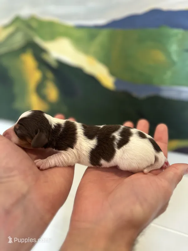 Wylie  – Miniature Dachshund puppy for sale in Belmont, NC