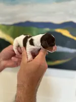 Wylie , a male Miniature Dachshund for sale in Belmont, NC – 4 of 6