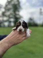 Wylie , a male Miniature Dachshund for sale in Belmont, NC – 2 of 3