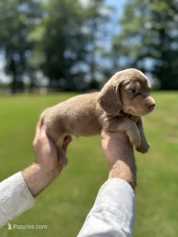 Mocha – Miniature Dachshund puppy for sale in Belmont, NC