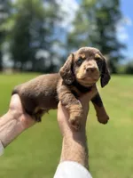 Tank , a male Miniature Dachshund for sale in Belmont, NC – 2 of 4