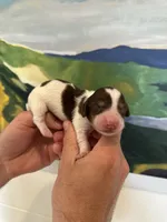Wylie , a male Miniature Dachshund for sale in Belmont, NC – 5 of 6