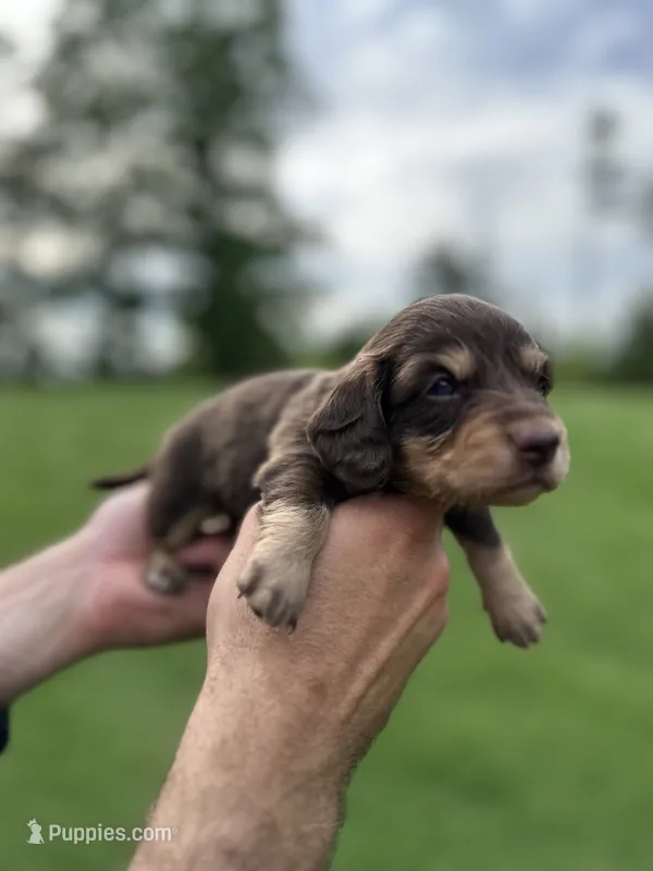 Moose  – Miniature Dachshund puppy for sale in Belmont, NC