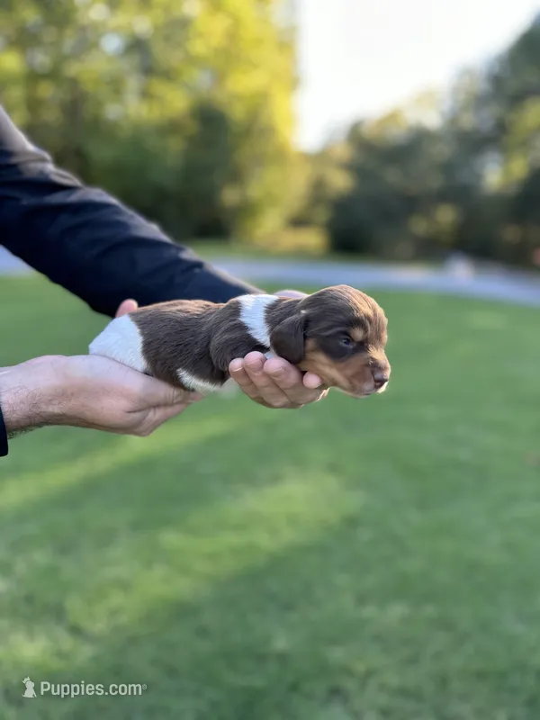 Moose-Trax  – Miniature Dachshund puppy for sale in Belmont, NC