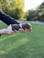 Moose-Trax , a male Miniature Dachshund for sale in Belmont, NC – 1 of 3