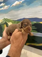 Scooter, a male Miniature Dachshund for sale in Belmont, NC – 3 of 3