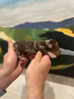 Prince, a male Miniature Dachshund for sale in Belmont, NC – 2 of 6