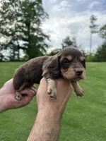 Moose , a male Miniature Dachshund for sale in Belmont, NC – 3 of 4