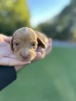 Sandy , a female Miniature Dachshund for sale in Belmont, NC – 2 of 4