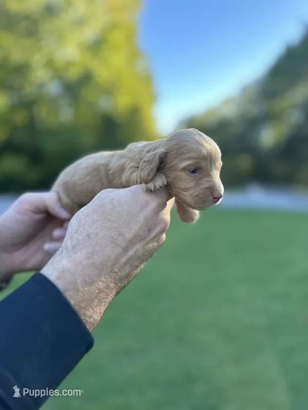 Sandy  – Miniature Dachshund puppy for sale in Belmont, NC