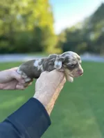 Prince , a male Miniature Dachshund for sale in Belmont, NC – 2 of 4