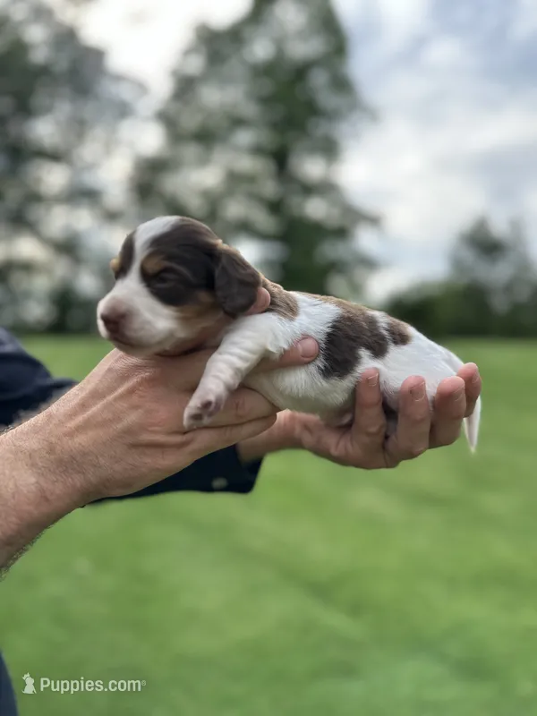 Wylie  – Miniature Dachshund puppy for sale in Belmont, NC