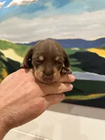 Toby , a male Miniature Dachshund for sale in Belmont, NC – 4 of 4