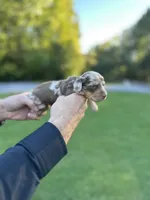 Prince , a male Miniature Dachshund for sale in Belmont, NC – 3 of 4