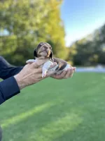 Moose-Trax , a male Miniature Dachshund for sale in Belmont, NC – 2 of 3