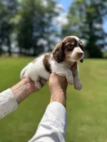 Wylie , a male Miniature Dachshund for sale in Belmont, NC – 2 of 3