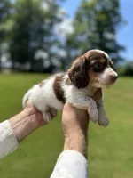 Wylie , a male Miniature Dachshund for sale in Belmont, NC – 3 of 3