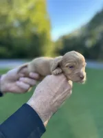 Sandy , a female Miniature Dachshund for sale in Belmont, NC – 3 of 4