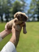 Mocha, a male Miniature Dachshund for sale in Belmont, NC – 3 of 5