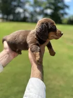 Tank , a male Miniature Dachshund for sale in Belmont, NC – 4 of 4