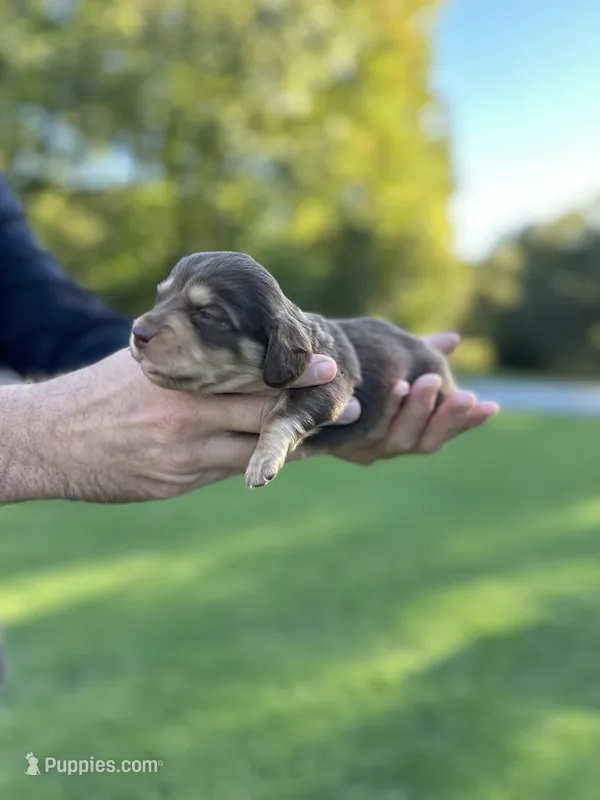 Mocha  – Miniature Dachshund puppy for sale in Belmont, NC