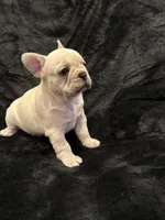 Marshmallow , a female French Bulldog for sale in Lapoint, UT – Photo 5 of 5