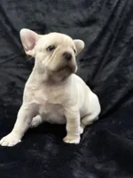 Marshmallow , a female French Bulldog for sale in Lapoint, UT – Photo 3 of 5