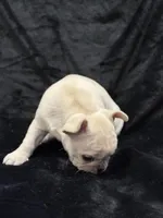Marshmallow , a female French Bulldog for sale in Lapoint, UT – Photo 4 of 5