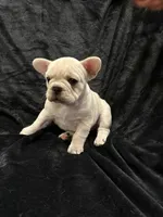Marshmallow , a female French Bulldog for sale in Lapoint, UT – Photo 2 of 5