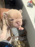 NA, a female French Bulldog for sale in Austin, TX – 8 of 10
